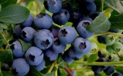 Baldwin Rabbiteye Blueberry - 1 Gallon Pot -Home Bloom Garden Blueberry Rabbiteye Baldwin 50