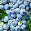 Brightwell Rabbiteye Blueberry - 6 Pack Of 1 Gallon Pots 1 Brightwell Rabbiteye Blueberry - 6 Pack Of 1 Gallon Pots -Home Bloom Garden Blueberry Rabbiteye Brightwell 500x750 1