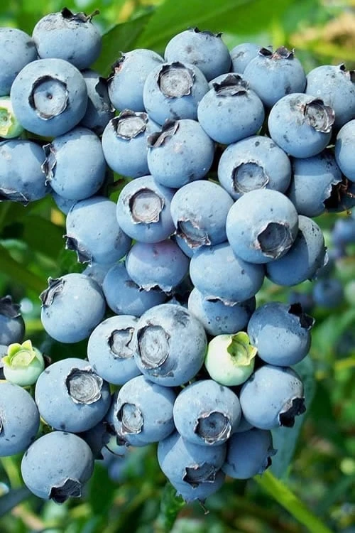 Brightwell Rabbiteye Blueberry - 6 Pack Of 1 Gallon Pots 3 Brightwell Rabbiteye Blueberry - 6 Pack Of 1 Gallon Pots