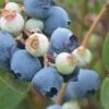 Powderblue Rabbiteye Blueberry - 1 Gallon Pot -Home Bloom Garden Blueberry Rabbiteye Powder Blue 500x750 3