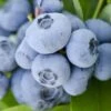 Vernon Rabbiteye Blueberry - 6 Pack Of 1 Gallon Pots -Home Bloom Garden Blueberry Rabbiteye Vernon 500x750 1