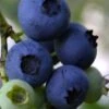 Baldwin Rabbiteye Blueberry - 1 Gallon Pot -Home Bloom Garden Blueberry Rbbiteye Baldwin 500x750 1