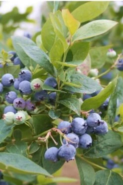 Jubilee Southern Highbush Blueberry - 3 Gallon Pot -Home Bloom Garden Blueberry Southern Higbush Jubilee 500x750 1