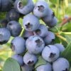 Biloxi Southern Highbush Blueberry - 1 Gallon Pot -Home Bloom Garden Blueberry Southern Highbush Biloxi 500x750 1