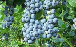 Tifblue Rabbiteye Blueberry - 6 Pack Of 1 Gallon Pots -Home Bloom Garden Blueberry Tifblue