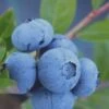 Tifblue Rabbiteye Blueberry - 7 Gallon Pot -Home Bloom Garden Blueberry Tifblue Rev 500x750 4