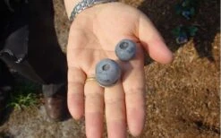 Titan Blueberry - 6 Pack Of 1 Gallon Pots -Home Bloom Garden Blueberry Titan 2