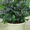 Top Hat Dwarf Blueberry - 1 Gallon Pot -Home Bloom Garden Blueberry Top Hat 1