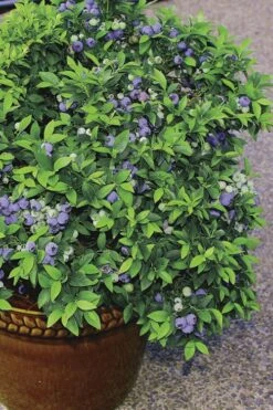 Top Hat Dwarf Blueberry - 1 Gallon Pot -Home Bloom Garden Blueberry Top Hat 2