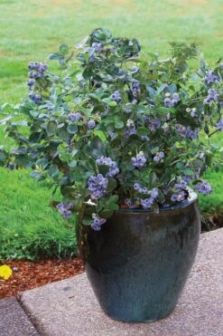 Top Hat Dwarf Blueberry - 1 Gallon Pot -Home Bloom Garden Blueberry Top Hat 3