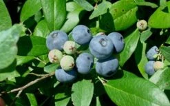 Vernon Rabbiteye Blueberry - 6 Pack Of 1 Gallon Pots 9 Vernon Rabbiteye Blueberry - 6 Pack Of 1 Gallon Pots -Home Bloom Garden Blueberry Vernon