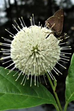 Buttonbush (Cephalanthus Occidentalis) - 3 Gallon Pot -Home Bloom Garden Buttonbush 3