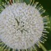 Buttonbush (Cephalanthus Occidentalis) - 3 Gallon Pot -Home Bloom Garden Buttonbush 4