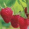 Caroline Raspberry - 6 Pack 1 Gallon Pots 2 Caroline Raspberry - 6 Pack 1 Gallon Pots -Home Bloom Garden Caroline Raspberry 1 1