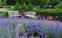 Walker's Low Catmint (Nepeta X Faassenii) - 6 Pack Of 1 Gallon Pots -Home Bloom Garden Catmint Walkers Low 1