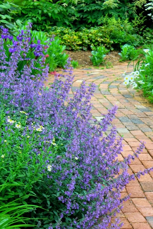 Walker's Low Catmint (Nepeta X Faassenii) - 5 Pack Of Quart Pots 3 Walker's Low Catmint (Nepeta X Faassenii) - 5 Pack Of Quart Pots