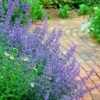 Walker's Low Catmint (Nepeta X Faassenii) - 1 Gallon Pot -Home Bloom Garden Catmint Walkers Low 3 2