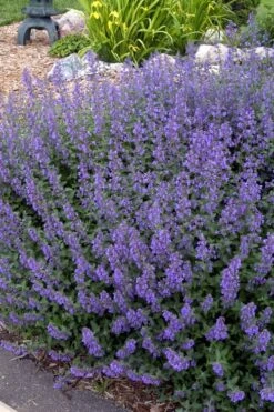 Walker's Low Catmint (Nepeta X Faassenii) - 1 Gallon Pot -Home Bloom Garden Catmint Walkers Low 4 2