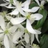 Snowdrift Evergreen Clematis Armandii - 5 Gallon Pot -Home Bloom Garden Clematis Armandii Snowdrift 500x750 3