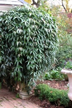 Snowdrift Evergreen Clematis Armandii - 1 Gallon Pot -Home Bloom Garden Clematis Armandii Snowdrift 52
