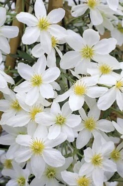 Avalanche Evergreen Clematis - 2 Gallon Pot -Home Bloom Garden Clematis Avalanche 10