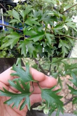 Avalanche Evergreen Clematis - 2 Gallon Pot -Home Bloom Garden Clematis Avalanche 15