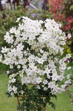 Avalanche Evergreen Clematis - 2 Gallon Pot -Home Bloom Garden Clematis Avalanche 5
