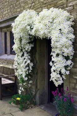 Avalanche Evergreen Clematis - 2 Gallon Pot -Home Bloom Garden Clematis Avalanche 7