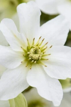 Avalanche Evergreen Clematis - 2 Gallon Pot -Home Bloom Garden Clematis Avalanche 8