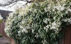 Snowdrift Evergreen Clematis Armandii - 1 Gallon Pot -Home Bloom Garden Clematis Snowdrift 22
