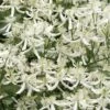 Sweet Autumn Clematis Terniflora - 3 Gallon Pot 1 Sweet Autumn Clematis Terniflora - 3 Gallon Pot -Home Bloom Garden Clematis Sweet Autumn 1 1