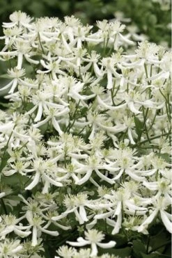 Sweet Autumn Clematis Terniflora - 3 Gallon Pot