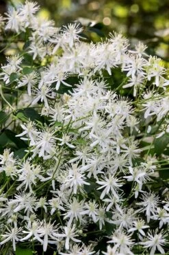 Sweet Autumn Clematis - 1 Gallon Pot -Home Bloom Garden Clematis Sweet Autumn 2