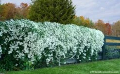 Sweet Autumn Clematis - 1 Gallon Pot -Home Bloom Garden Clematis Sweet Autumn 6