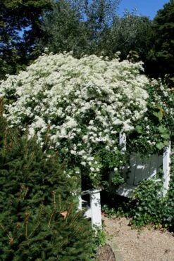 Sweet Autumn Clematis Terniflora - 3 Gallon Pot -Home Bloom Garden Clematis Sweet Autumn 7 1