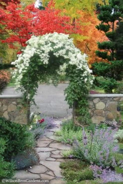 Sweet Autumn Clematis - 1 Gallon Pot -Home Bloom Garden Clematis Sweet Autumn 8