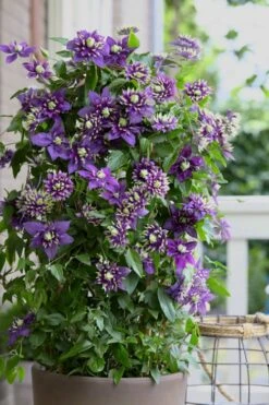 Taiga Clematis - 3 Gallon Pot -Home Bloom Garden Clematis Taiga 10