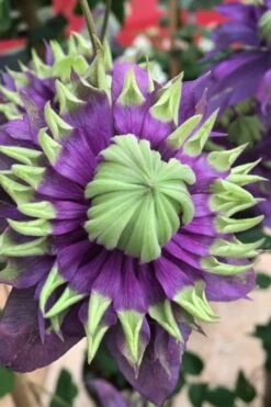 Taiga Clematis - 1 Gallon Pot -Home Bloom Garden Clematis Taiga 2 1