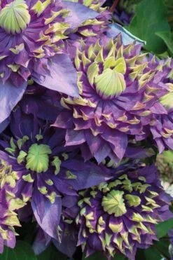 Taiga Clematis - 2 Gallon Pot -Home Bloom Garden Clematis Taiga 3 2