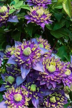 Taiga Clematis - 3 Gallon Pot -Home Bloom Garden Clematis Taiga 4