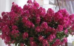 Berry Dazzle Dwarf Crape Myrtle (Single-Trunk Topiary) - 7 Gallon Pot -Home Bloom Garden Crape Myrtle Berry Dazzle 3