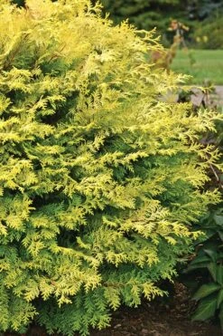 Elmwood Gold Globe Hinoki Cypress - 1 Gallon Pot -Home Bloom Garden Cypress Hinoki Night Light 1