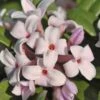 Eternal Fragrance Pink Summer Daphne - Daphne X Transatlantica 'BLAFRA' - 1 Gallon Pot -Home Bloom Garden Daphne Eternal Fragrance 1 1