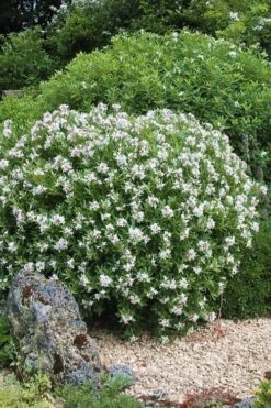 Eternal Fragrance Pink Summer Daphne - Daphne X Transatlantica 'BLAFRA' - 1 Gallon Pot 11 Eternal Fragrance Pink Summer Daphne - Daphne X Transatlantica 'BLAFRA' - 1 Gallon Pot -Home Bloom Garden Daphne Eternal Fragrance 5 1