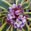 Maejima Variegated Pink Winter Daphne - 1 Gallon Pot -Home Bloom Garden Daphne Odora Maejima 500x750 1