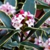 Variegated Pink Winter Daphne - 3 Gallon Pot -Home Bloom Garden Daphne Odora Variegata Winter Daphne 500x750 1