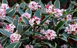 Variegated Pink Winter Daphne - 3 Gallon Pot -Home Bloom Garden Daphne odora Aureo Marginata