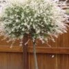 Variegated Dappled Willow Tree - Salix Integra 'Hakuro Nishiki' - 3 Gallon Pot - Tree Form -Home Bloom Garden Dappled Willow 500x750 1