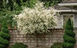 Variegated Dappled Willow Tree - Salix Integra 'Hakuro Nishiki' - 3 Gallon Pot - Tree Form -Home Bloom Garden Dappled Willow Tree 1