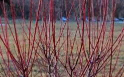 Variegated Dappled Willow Tree - Salix Integra 'Hakuro Nishiki' - 1 Gallon Pot - Tree Form -Home Bloom Garden Dappled Willow Tree Stems 2